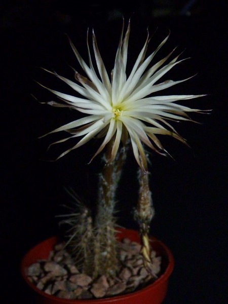 (Seti)echinopsis mirabilis