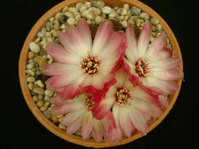 Sulcorebutia Rauschii (pinkwhite flowers).JPG