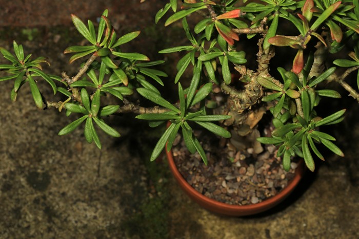 Plant labelled Crassula sarcocaulis