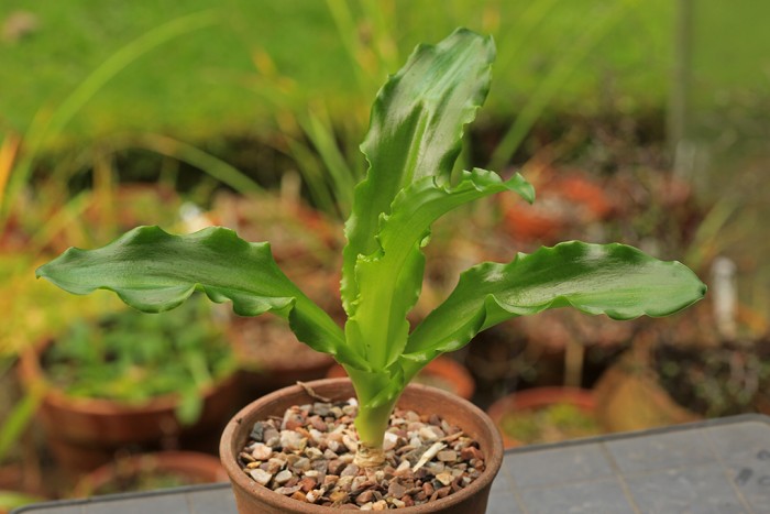 Veltheimia bracteata, grown from seed