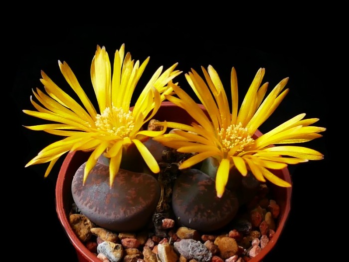 Unknown Lithops
