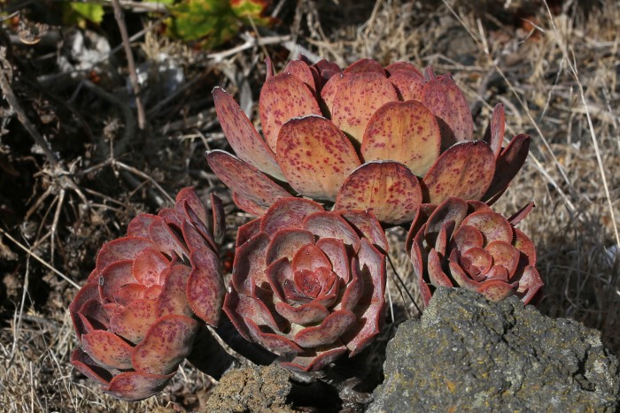 Aeonium davidbramwellii in La Palma