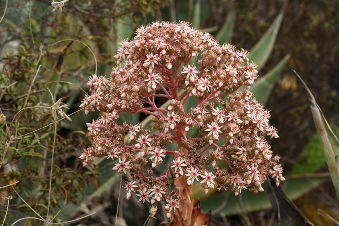 Aeonium appendiculatum flower, La Gomera