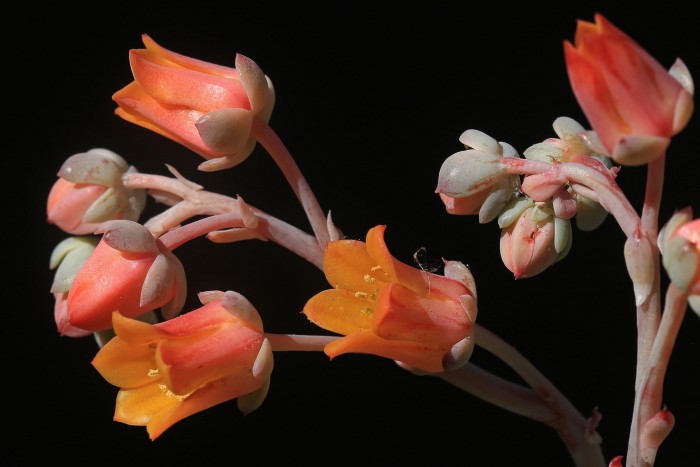 Echeveria flower