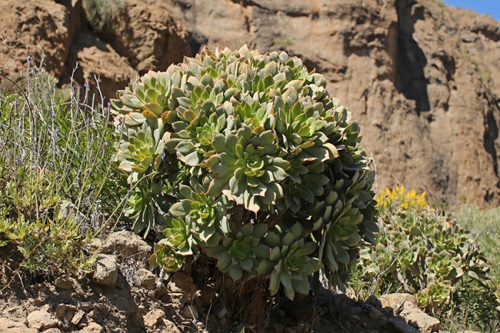 Aeonium percaneum, Gran Canaria