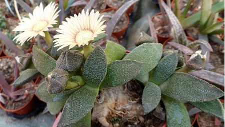 Aloinopsis rubrolineata plante 3e floraison .jpg