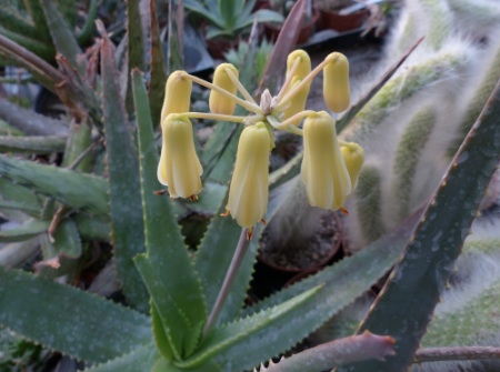 Aloe richaudii 2.jpg