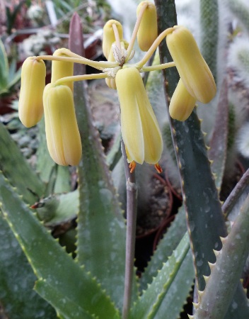 Aloe richaudii.jpg
