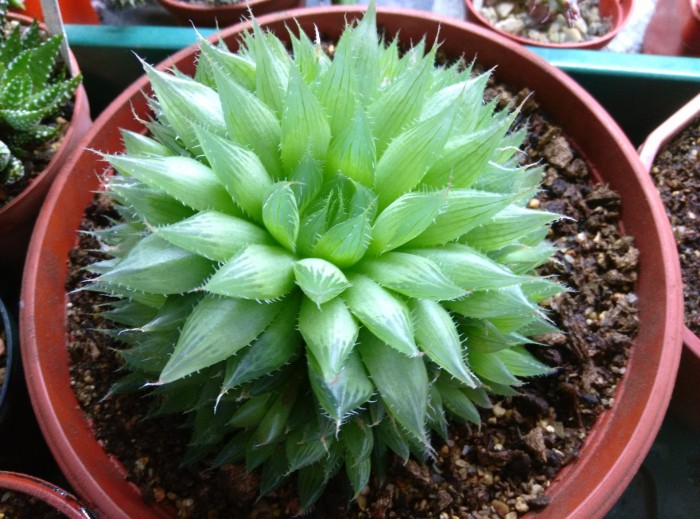 Hmucronatapolyphylla1.jpg