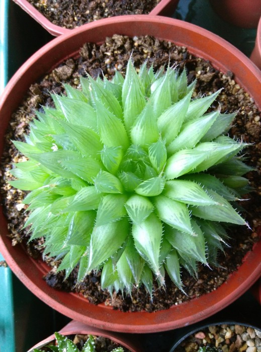 Hmucronatapolyphylla2.jpg