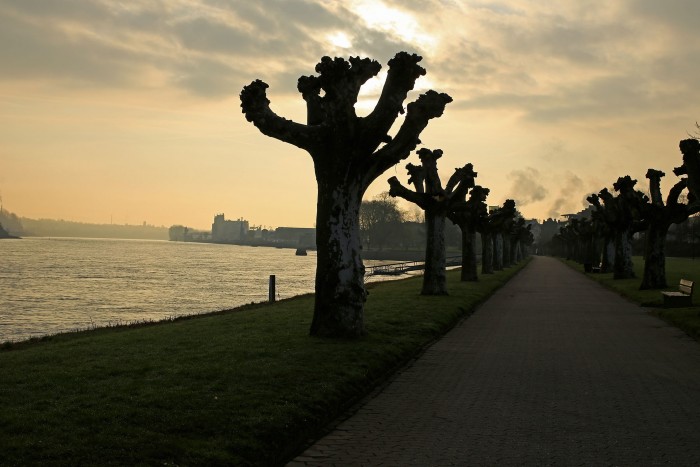 The decorative trees by the Rhine