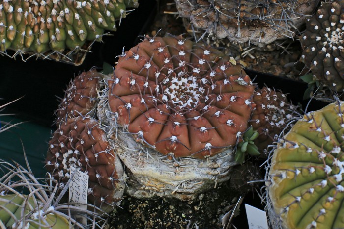 Well coloured Gymnocalycium due to the cold over winter
