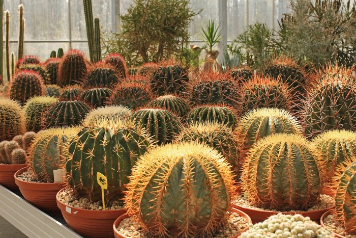 Assorted good-sized cacti