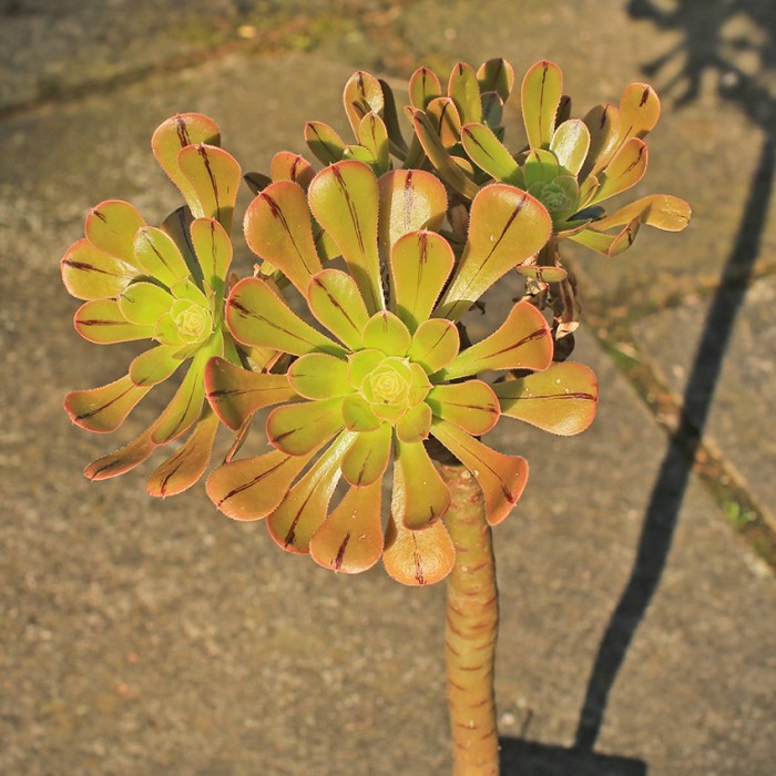 Aeonium arboreum rubrolineatum