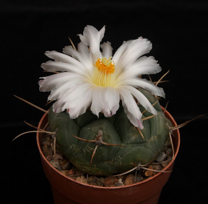Thelocactus hexaedrophorus flower 19 May 2018 (1).JPG