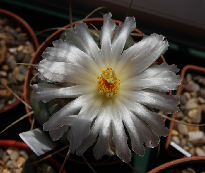 Thelocactus hexaedrophorus flower 19 May 2018 (2).JPG