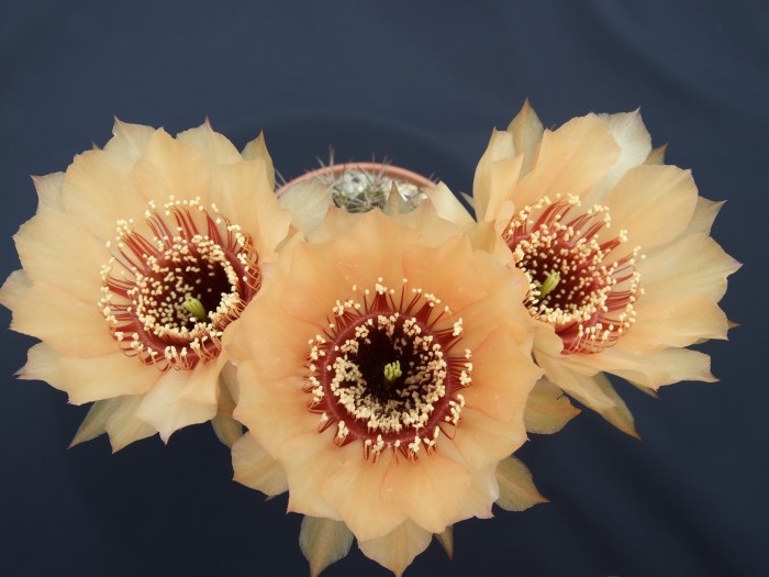 Echinopsis hybrid Wessner 17-2000 x 2.JPG
