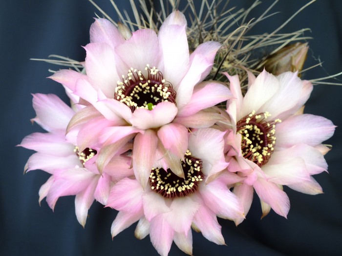 Lobivia-Echinopsis anemone.JPG