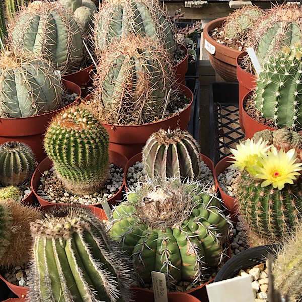 Various cacti growing under 50% shade cloth