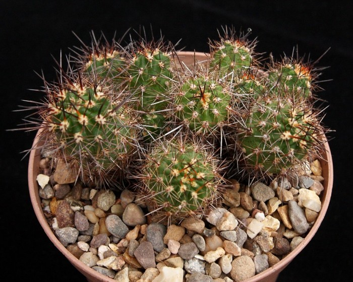 Unknown cactus 1.JPG