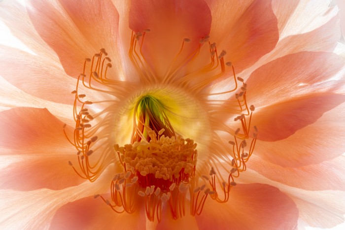 Echinopsis hybrid.jpg