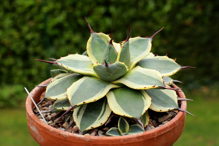 Agave parryi 'Cream Spike'