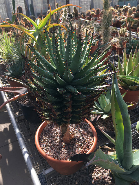 Aloe erinacea.jpg