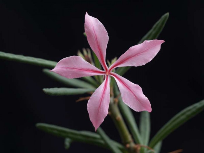 Psucculentum5.JPG