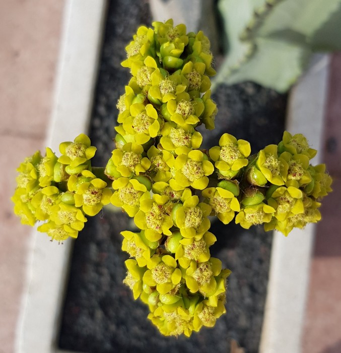 Euphorbia ingens ?