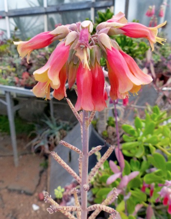 Kalanchoe delagoensis (tubiflora).jpg