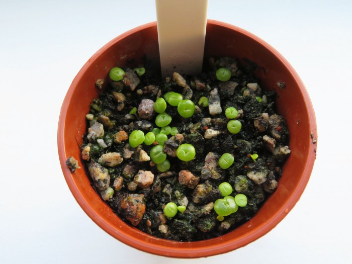 Lithops lesliei seedlings, many with 3 lobes