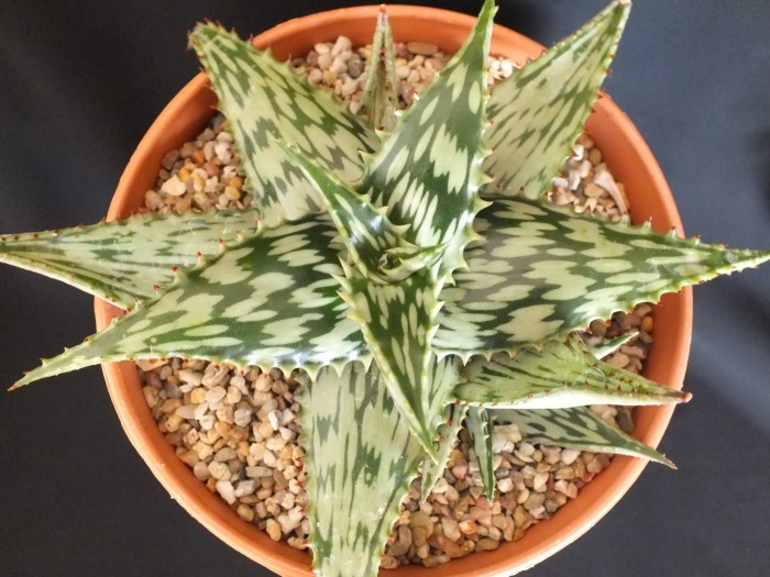 Aloe somaliensis.JPG