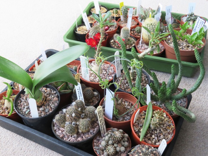 plants from the cactus mart