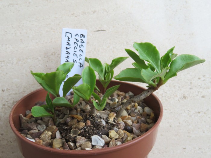 plant labelled Basella species, Madagascar