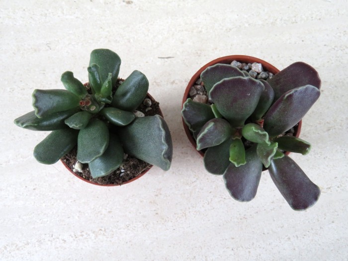 2 plants of the same all maroon Adromischus cooperi clone, the one on the left has been in poor light and the one on the right has been in a greenhouse.