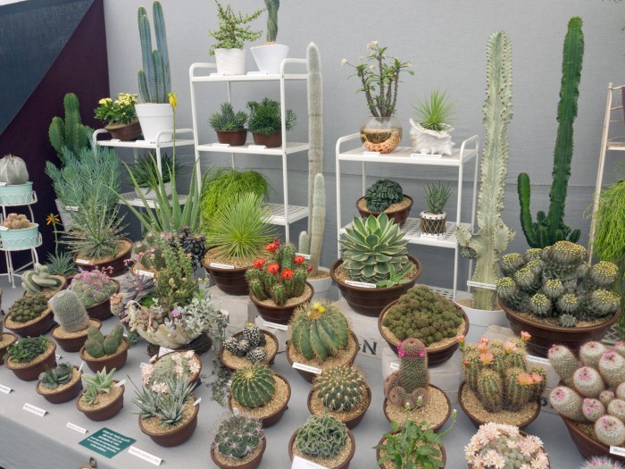 Craig House Cacti at Chelsea Flower Show 2019