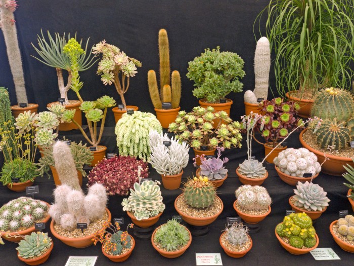 Ottershaw Cacti at Chelsea Flower Show 2019