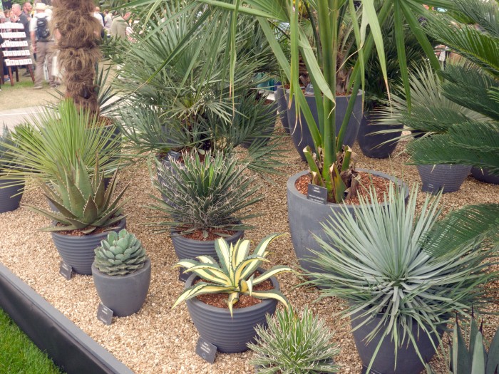 Palms Exotics Limited (for palms, Dasylirion, yuccas &amp; agaves)