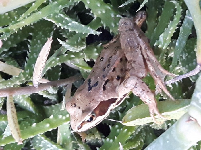 Frog on Aloe humilis