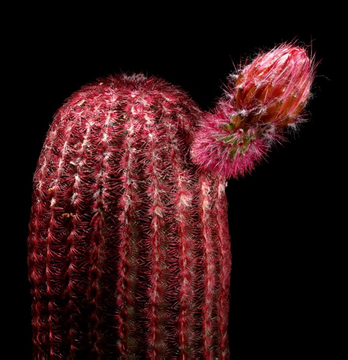 Echinocereus rigidissimus ssp. rubispinus L88