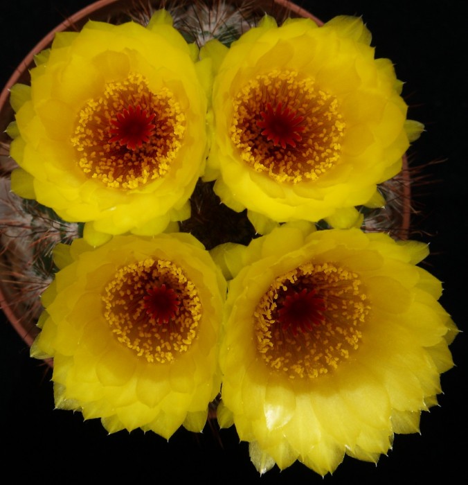 Notocactus rauschii