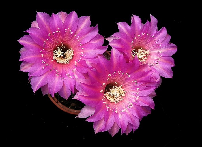 Echinopsis hybrid 'Melody'