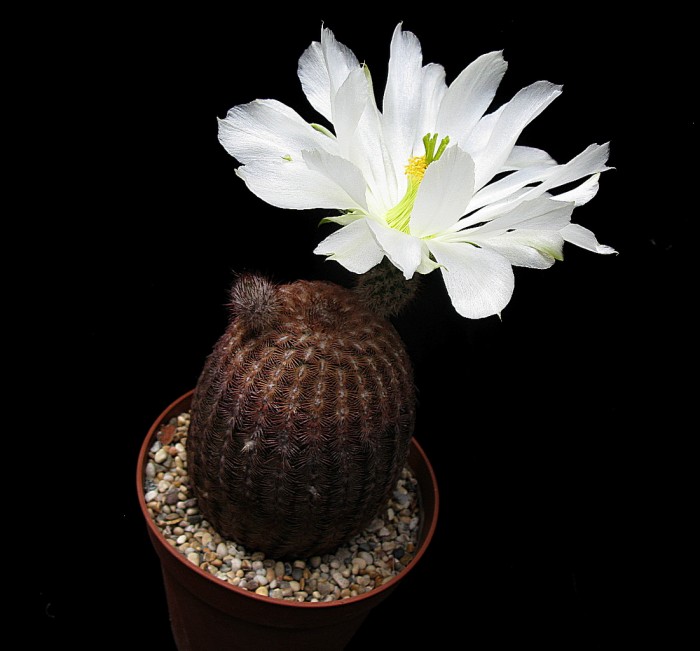 Echinocereus rigidissimus ssp. rubrispinus white flower