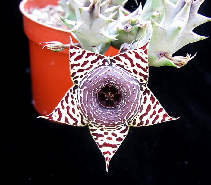 Huernia x insigniflora 'Olga 3'