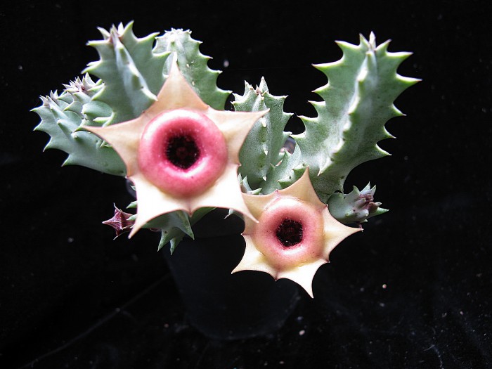 Huernia insigniflora: