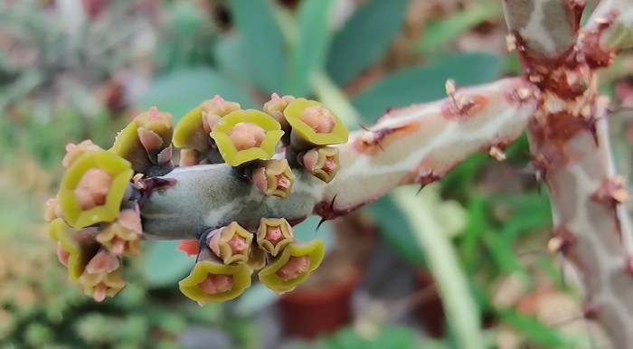 Euphorbia sebsebei.jpg