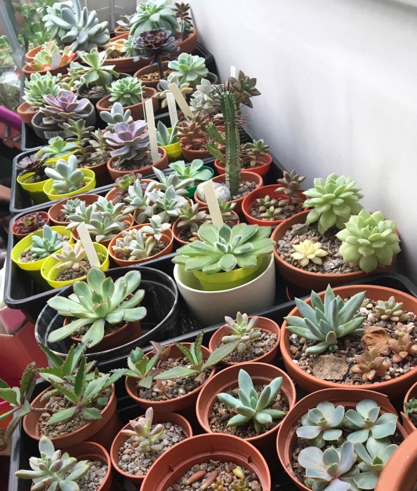 Some of my succulent family