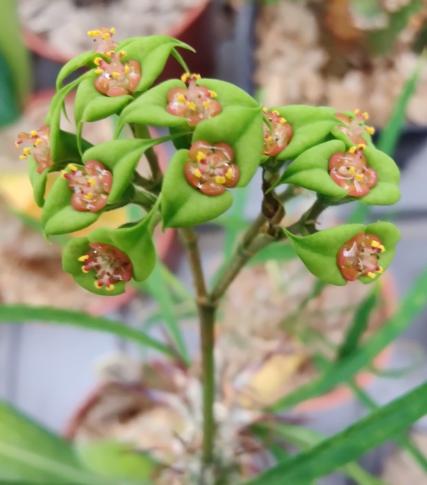 Euphorbia genoudiana.jpg
