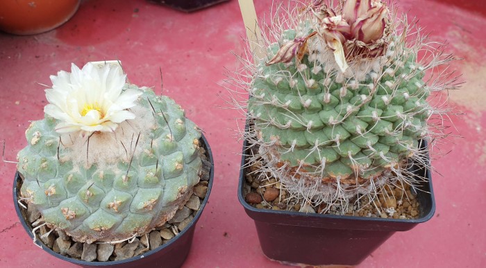 strombocactus differences.jpg