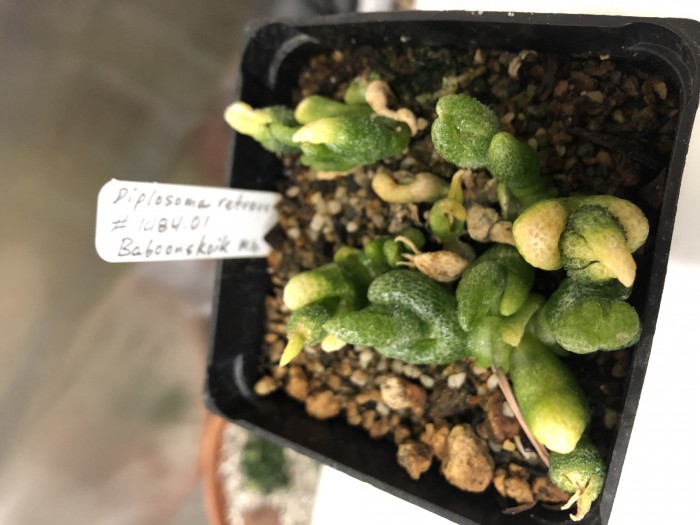 Diplosoma retroversum seedlings